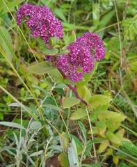 Hylotelephium telephium