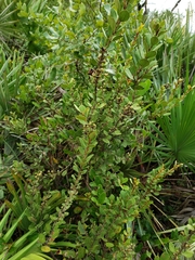 Lyonia fruticosa