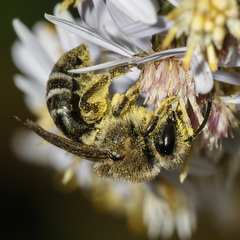 Colletes compactus