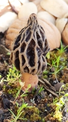 Morchella rufobrunnea