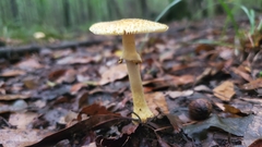 Amanita levistriata