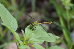 Erpetogomphus