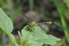 Erpetogomphus