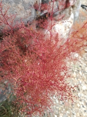 Dysphania graveolens