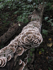 Trametes versicolor