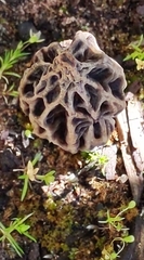 Morchella rufobrunnea