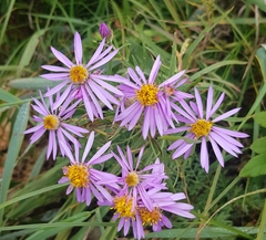 Galatella dahurica