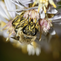 Colletes compactus