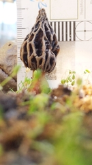 Morchella rufobrunnea