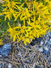 Senecio spartioides