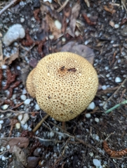 Scleroderma areolatum