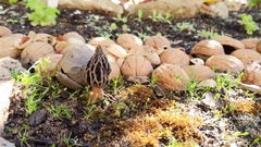 Morchella rufobrunnea