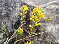 Solidago simplex