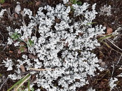 Stereocaulon saxatile