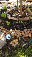 Morchella rufobrunnea