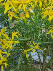 Senecio spartioides