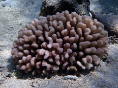 Pocillopora