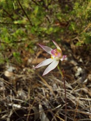 Caladenia alata