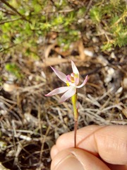 Caladenia alata