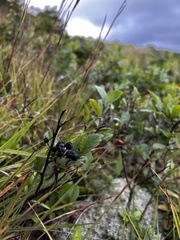 Vaccinium pallidum
