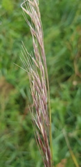 Achnatherum sibiricum