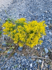 Senecio spartioides