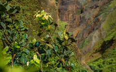 Riccordia bicolor