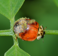 Hesperomyces harmoniae