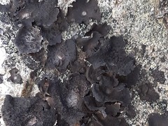 Umbilicaria