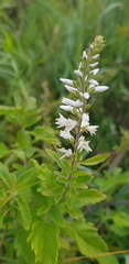 Veronica daurica