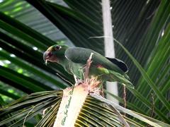 Amazona ochrocephala panamensis