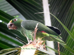 Amazona ochrocephala panamensis
