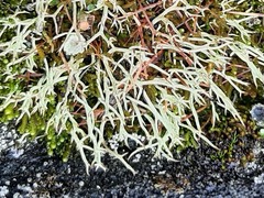 Cladonia uncialis