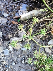 Angelica kingii