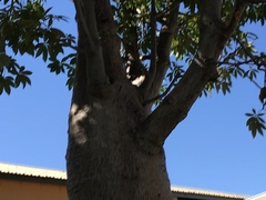 Adansonia gregorii