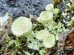 Cladonia pleurota