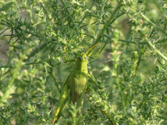 Schistocerca shoshone