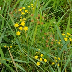 Bupleurum scorzonerifolium