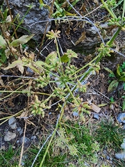 Angelica kingii
