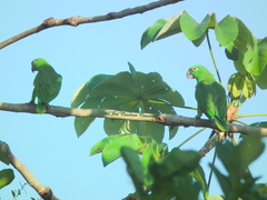 Amazona ochrocephala panamensis