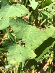 Persicaria perfoliata