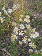 Aster hispidus
