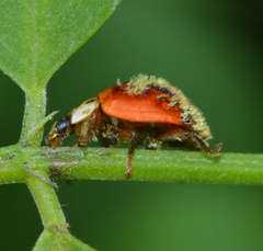 Hesperomyces harmoniae