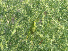 Schistocerca shoshone