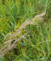 Achnatherum sibiricum