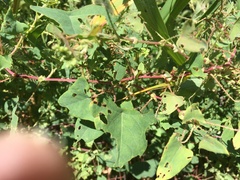 Persicaria perfoliata