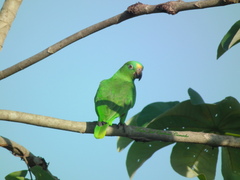 Amazona ochrocephala panamensis