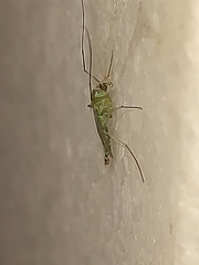 Chironomidae