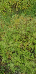 Artemisia messerschmidtiana