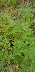 Artemisia messerschmidtiana